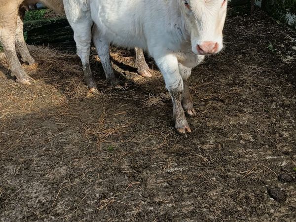 Char  Weanlings - Main image