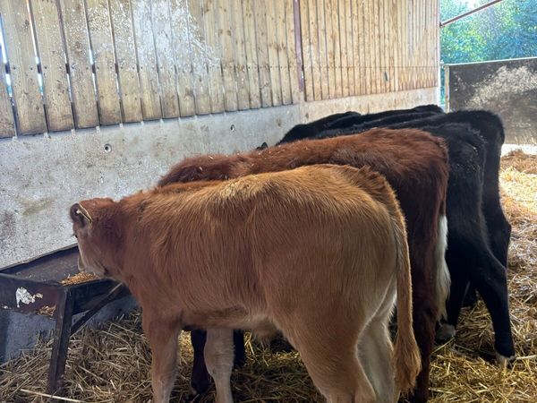9 smashing bull Weanlings 🔥 - Main image