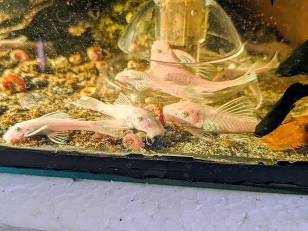 Bristlenose pleco - Main image