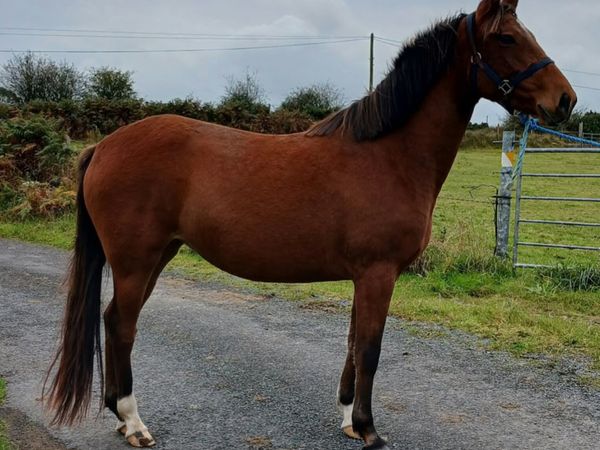 3 yo old filly - Main image