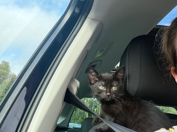 Kitten - Main image