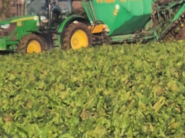 Sugar beet - Main image