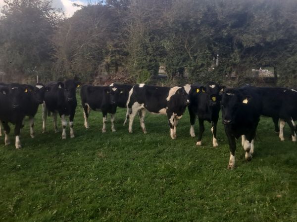 Fr heifers - Main image