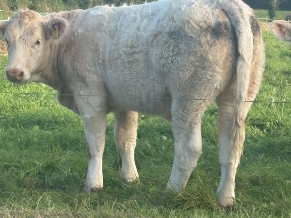 PB CHAROLAIS HEIFERS - Main image