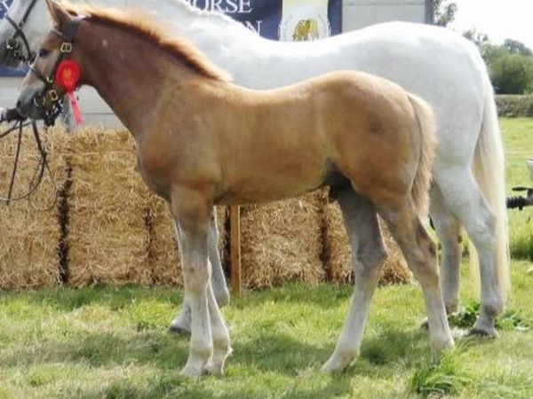 Irish draught colt foal - Main image