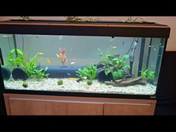 230 litre fish tank - Main image