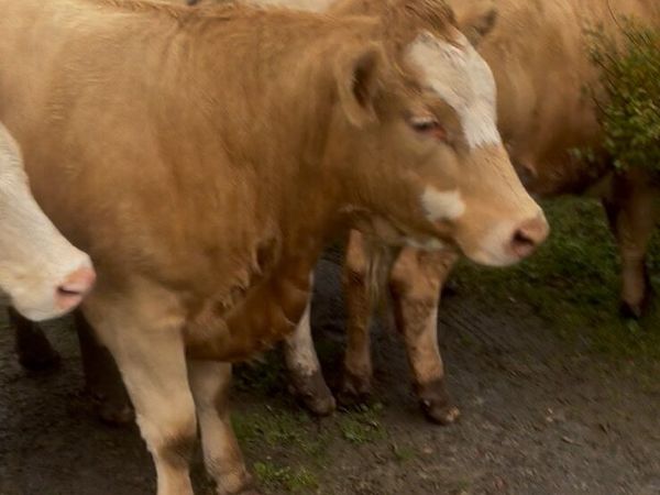 5 nice heifers - Main image