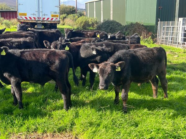 15 angus bulls - Main image