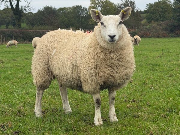 Ewe Lambs - Main image