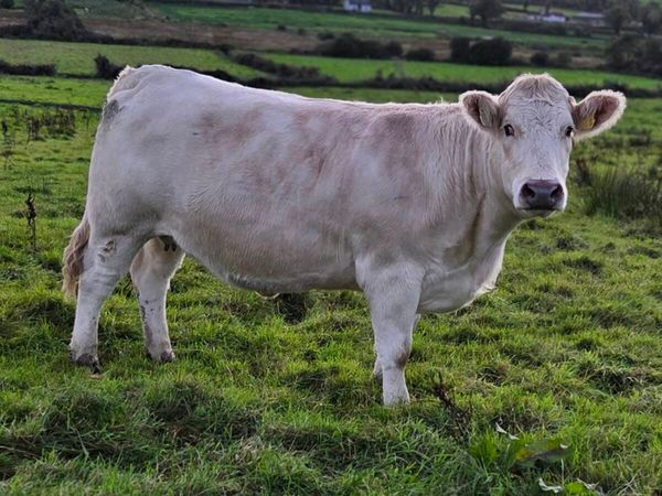 Springers for Mohill  17OCT - Main image