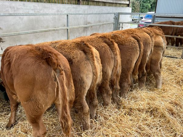 Limousin Heifers - Main image