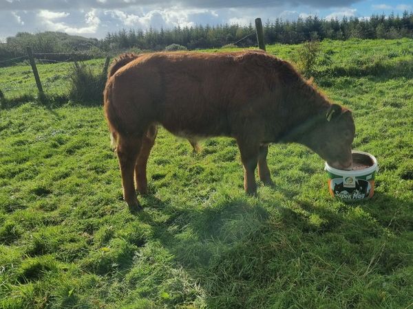 Hybrid bull - Main image