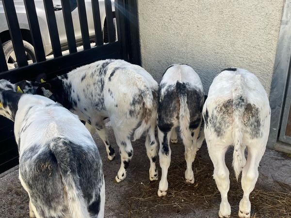 Calves - Main image