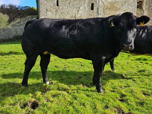 Heifers for Balla sale 17th Oct - Main image