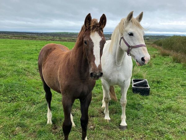 Foal by HYPE - Main image