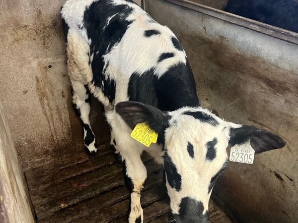 Calves - Main image