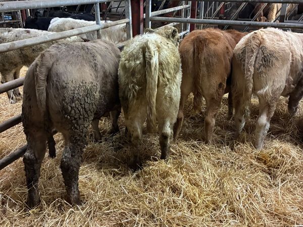 Charolais and lim heifers - Main image