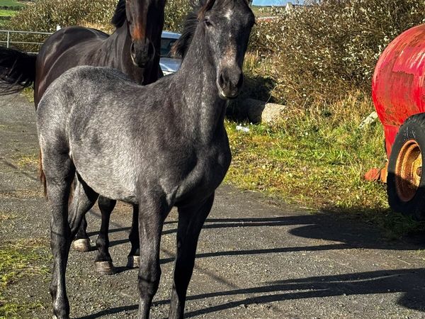Colt Foal by Young Carrabawn - Main image