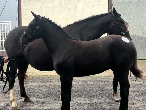 Filly foal - Main image
