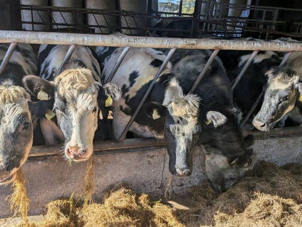 5 bbx heifers - Main image