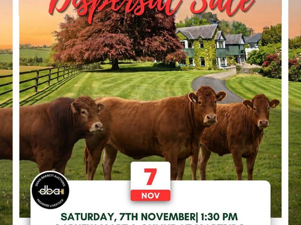 GRANGECON PEDIGREE LIMOUSIN DISPERSAL SALE - Main image