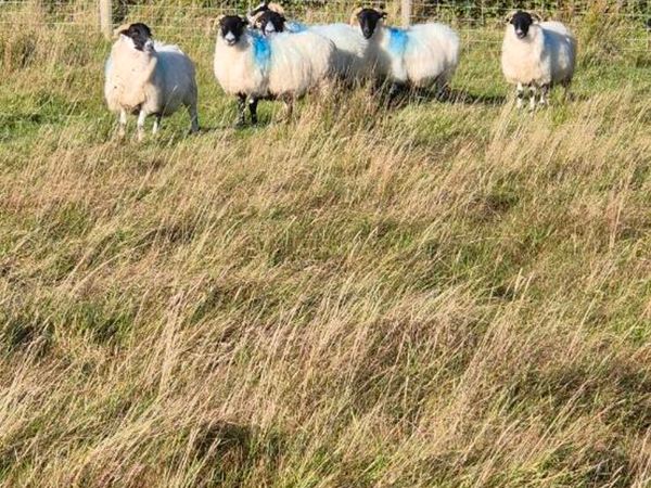 Blackface Mountain X hoggets for sale in Donegal for €210 on DoneDeal