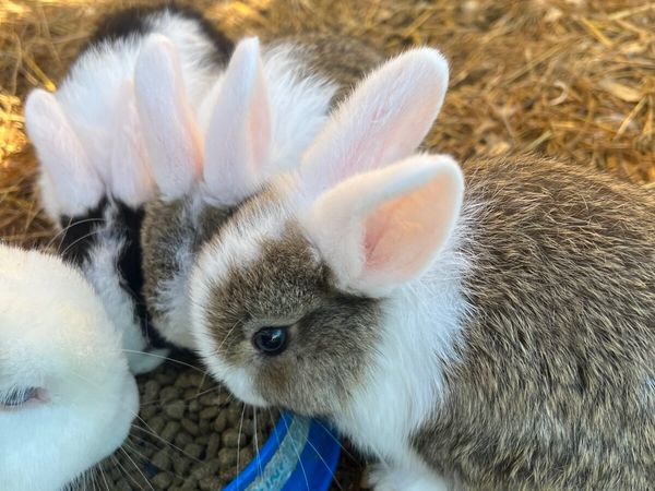 Bunny Rabbits - Main image