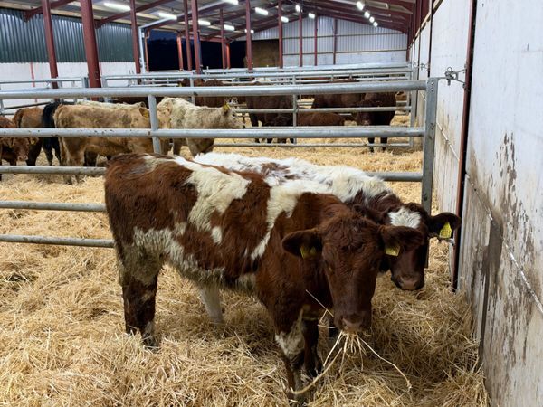 Roaned heifers - Main image