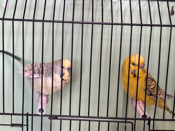 Texas Clear Body Budgies - Main image