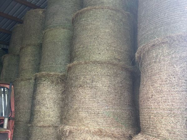 Hay - Main image