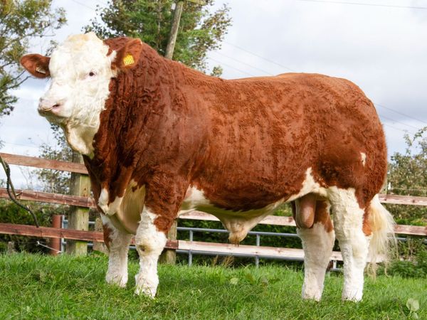 Top class Simmental bulls for Roscommon 24th Oct - Main image