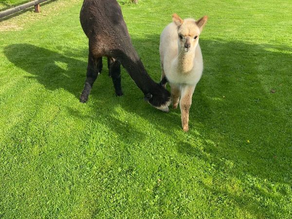 Alpaca - Main image
