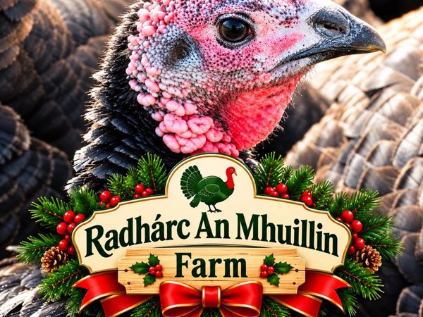 Christmas Bronze Turkeys - Main image