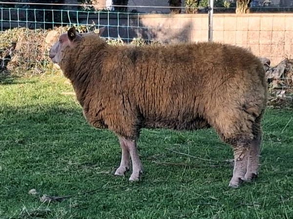 Charollais Ram Lamb - Main image