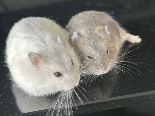 Hamster - Main image