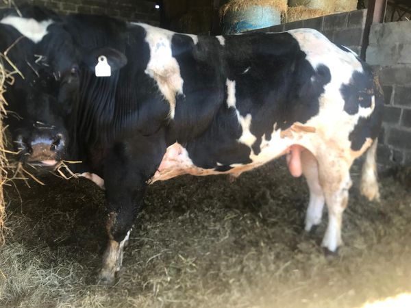 Pedigree Belgian Blue Bull - Main image