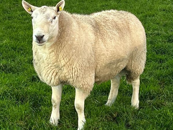 North Country Cheviot Rams - Main image