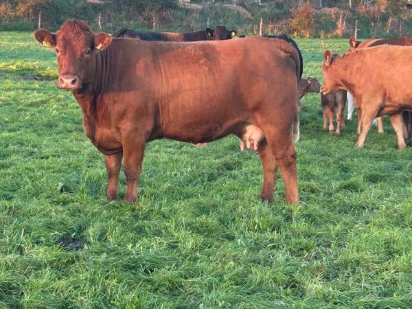 Autumn calving sucklers - Main image