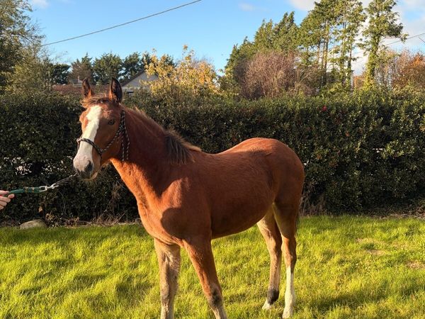 Stylish draft foal - Main image