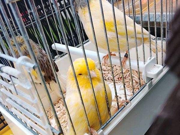 Gloster canaries an Quails - Main image