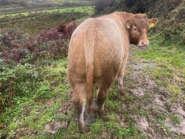 Organic bull weanlings - Main image