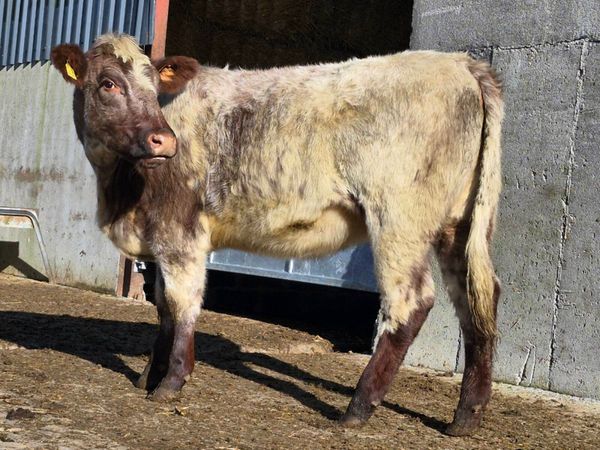 🌟 PBNR Shorthorn Heifer 🌟 - Main image