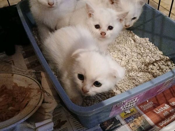Stunning  white kitten female - Main image