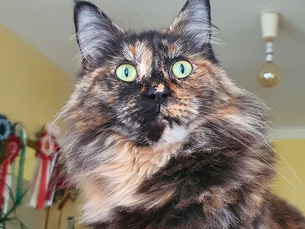 Maine Coon-Ragdoll girl - Main image