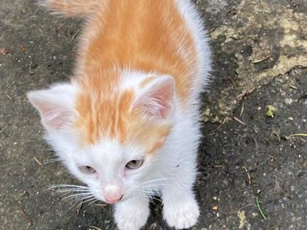 Kittens for sale - Main image