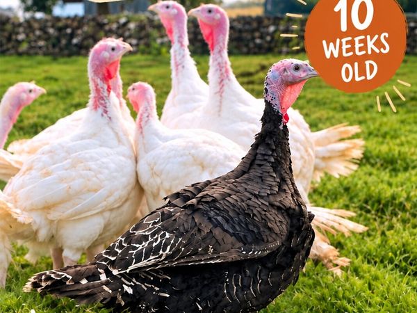 white & bronze turkeys available - Main image
