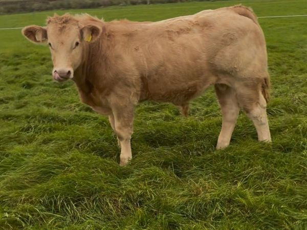 Suckler Weanlings - Main image