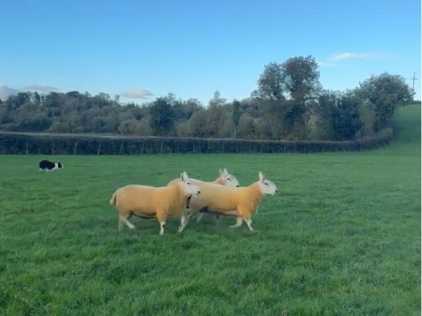 3 north country shearling rams - Main image