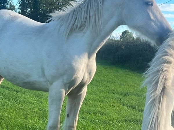 Palomino filly - Main image