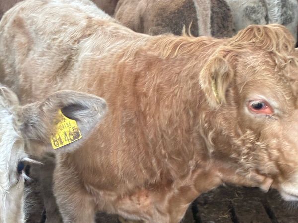 TOP QUALITY CH/LIM BULL WEANLINGS 320/350KG - Main image